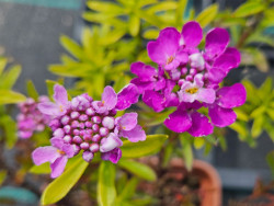 Ubiorek wiecznie zielony 'Absolutely Amethyst' - sadzonki | Byliny Farm