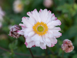 zawilec Garden Breeze Pink Touch - Anemone hybrida Garden Breeze Pink Touch