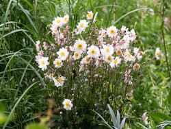 Zawilec 'Garden Breeze Pink Touch' - sadzonki | Byliny Farm