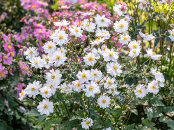 Zawilec 'Garden Breeze Pink Touch' - sadzonki | Byliny Farm