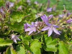 Dzwonek 'Lisduggan Variety' - kwiaty wśród ząbkowanych liści