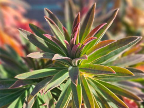 Wilczomlecz 'Galaxy Glow' - sadzonki C0,7 | Byliny Farm