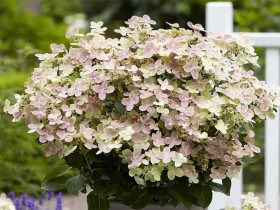 Hortensja bukietowa 'Polestar' - sadzonki | Byliny Farm
