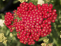 Krwawnik 'Desert Eve Red' - sadzonki P9 | Byliny Farm