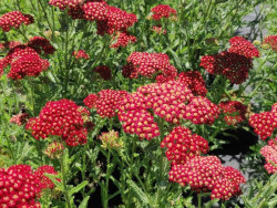 Krwawnik 'Desert Eve Red' - sadzonki P9 | Byliny Farm