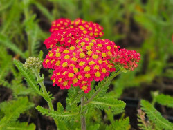 krwawnik Desert Eve Red - achillea millefolium Desert Eve Red