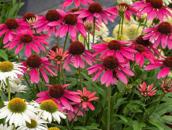 Jeżówka 'Pearl Magenta' - sadzonki | Byliny Farm