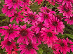 jeżówka Pearl Magenta - echinacea Pearl Magenta