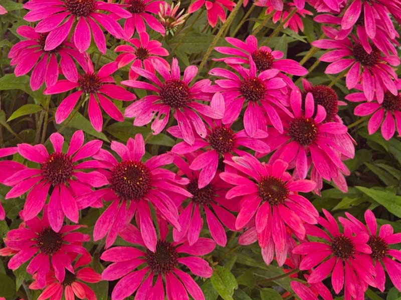 Jeżówka 'Pearl Magenta' - sadzonki | Byliny Farm