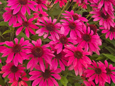 Jeżówka 'Pearl Magenta' - sadzonki | Byliny Farm
