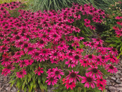 Jeżówka 'Pearl Magenta' - sadzonki | Byliny Farm