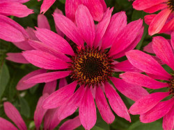 Jeżówka 'Pearl Magenta' - sadzonki | Byliny Farm