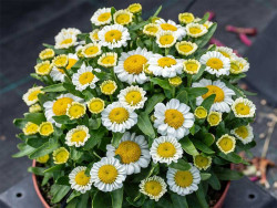 Złocień 'Sweet Daisy Shelly' - sadzonki | Byliny Farm