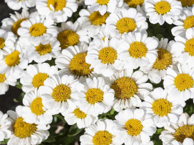 Złocień 'Sweet Daisy Shelly' - sadzonki | Byliny Farm
