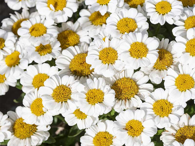Złocień 'Sweet Daisy Shelly' - sadzonki | Byliny Farm