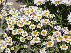 Złocień 'Sweet Daisy Shelly' - sadzonki | Byliny Farm