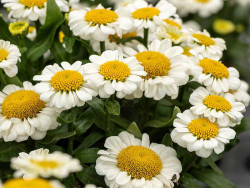 Złocień 'Sweet Daisy Shelly' - sadzonki | Byliny Farm