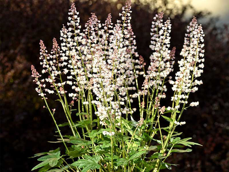 Żuraweczka 'White Revolution' - sadzonki C0,7 | Byliny Farm