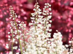 Żuraweczka 'White Revolution' - sadzonki C0,7 | Byliny Farm