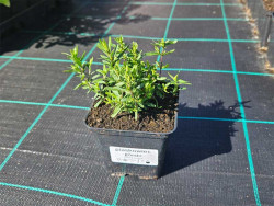 Piaskowiec górski 'Ronda White' - sadzonki P9 | Byliny Farm