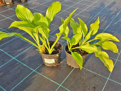 Funkia 'Royal Standard' - sadzonki C0,7 | Byliny Farm