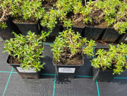 Azorella trójwidlasta - sadzonki P9 | Byliny Farm