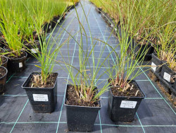 Miskant chiński 'Gracillimus' - sadzonki | Byliny Farm