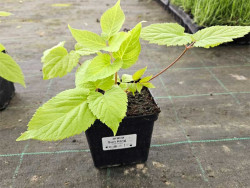 Aralia sercowata 'Sun King' - sadzonki 1L | Byliny Farm