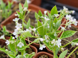Ułudka wiosenna 'Alba' - sadzonki P9 | Byliny Farm