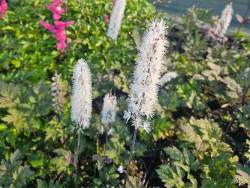 Świecznica 'Brunette' (pluskwica) - sadzonki | Byliny Farm
