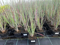 Palczatka 'Standing Ovation' - sadzonki 1L | Byliny Farm