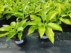 Funkia 'Gold Standard' - sadzonki C0,7 | Byliny Farm