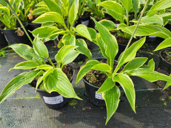 Funkia 'Aureomarginata' - sadzonki C0,7 | Byliny Farm
