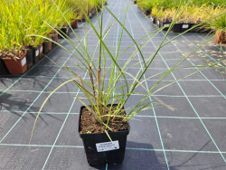 Miskant chiński 'Silberspinne' - sadzonki 1L | Byliny Farm