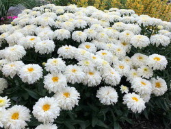 Złocień 'Sweet Daisy Shelly' - sadzonki C0,7 | Byliny Farm