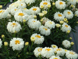 Złocień 'Sweet Daisy Shelly' - sadzonki C0,7 | Byliny Farm