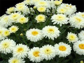 Złocień 'Sweet Daisy Shelly' - sadzonki C0,7 | Byliny Farm