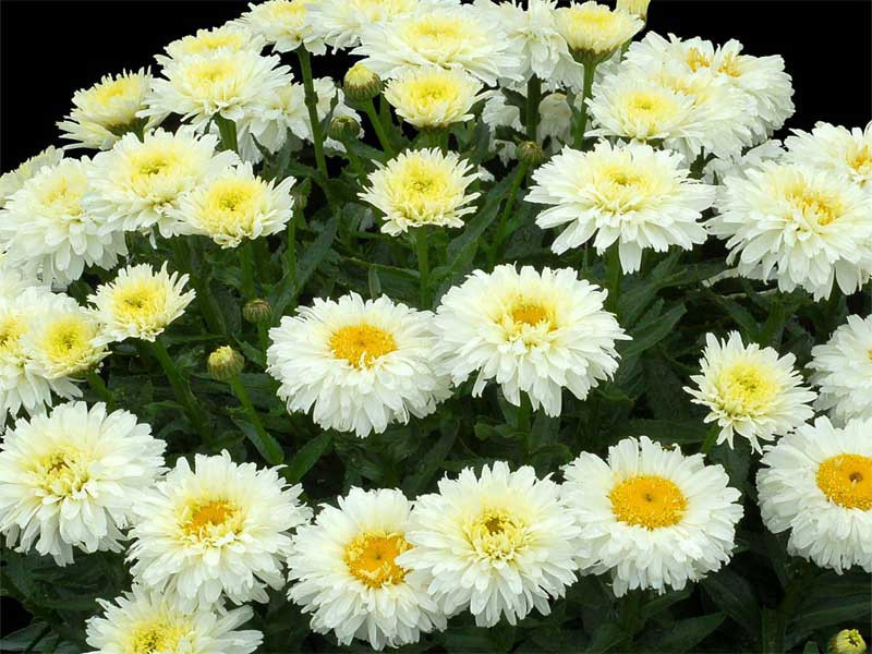 Złocień 'Sweet Daisy Shelly' - sadzonki C0,7 | Byliny Farm
