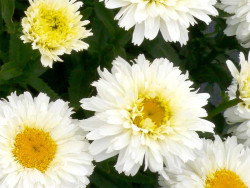 Złocień 'Sweet Daisy Shelly' - sadzonki C0,7 | Byliny Farm