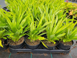 Stokezja Peachie's Pick - sadzonki C0,7 | Byliny Farm