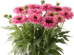 Jeżówka 'Bolero Pink' - sadzonki | Byliny Farm