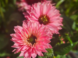 Jeżówka 'Bolero Pink' - sadzonki | Byliny Farm