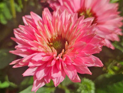 Jeżówka 'Bolero Pink' - sadzonki | Byliny Farm