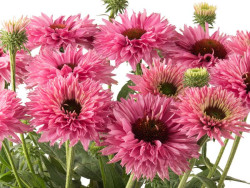 Jeżówka 'Bolero Pink' - sadzonki | Byliny Farm