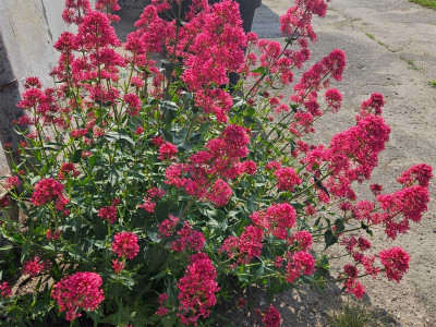Ostrogowiec czerwony 'Rosenrot' - sadzonki P9 | Byliny Farm