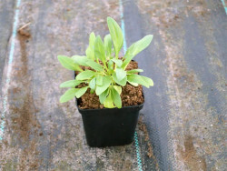 Ostrogowiec czerwony 'Rosenrot' - sadzonki P9 | Byliny Farm