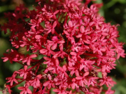 Ostrogowiec czerwony 'Rosenrot' - sadzonki P9 | Byliny Farm