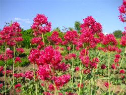 Ostrogowiec czerwony 'Rosenrot' - sadzonki P9 | Byliny Farm