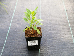 Ostrogowiec czerwony 'Rosenrot' - sadzonki P9 | Byliny Farm