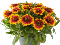 Gailardia 'Guapa Flamenco Bicolour' - sadzonki P9 | Byliny Farm